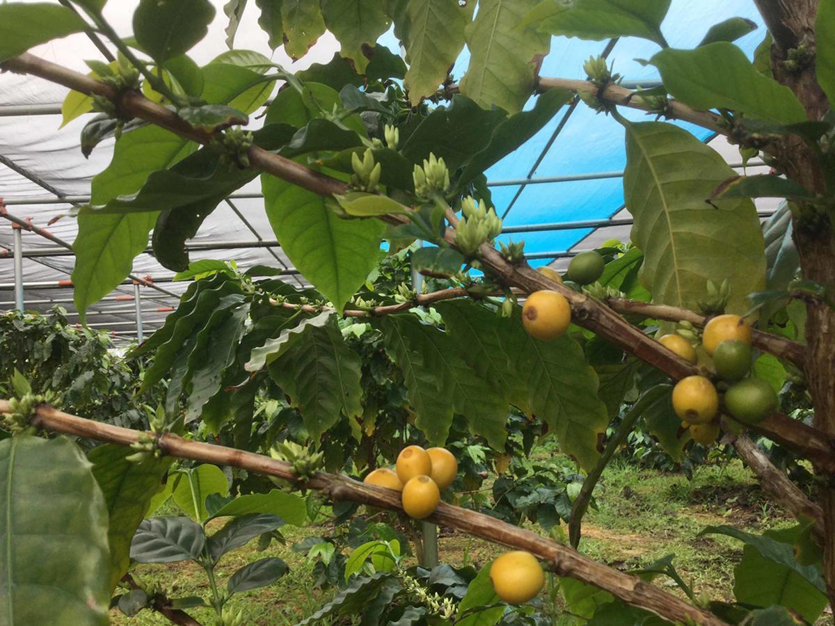 Matayoshi Coffee Farm Villa Higashi Bagian luar foto